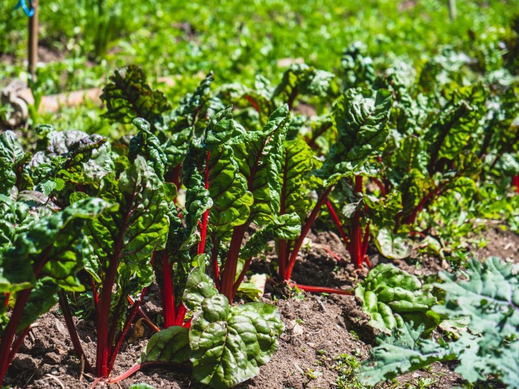 collard leaves