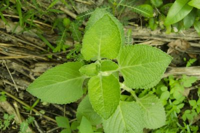 oregano leaves