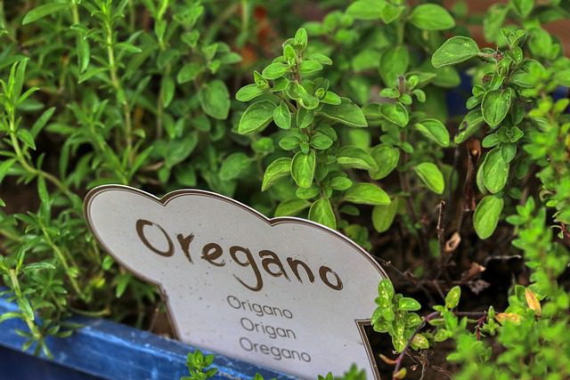 oregano plants