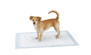 AmazonBasics Pet Training Pads